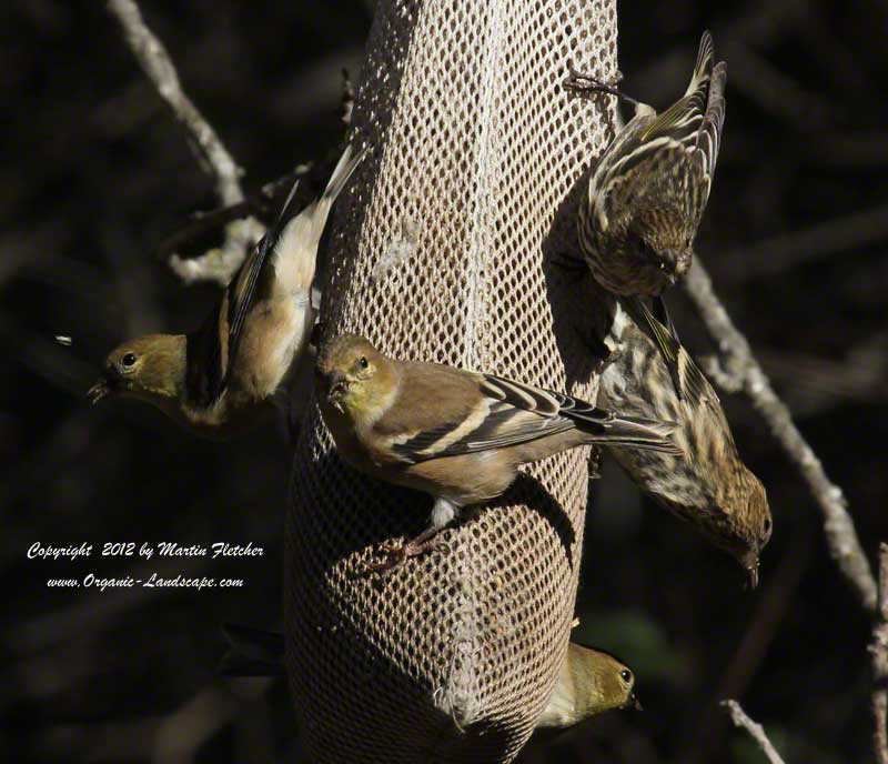 American Goldfinches on a seedbag