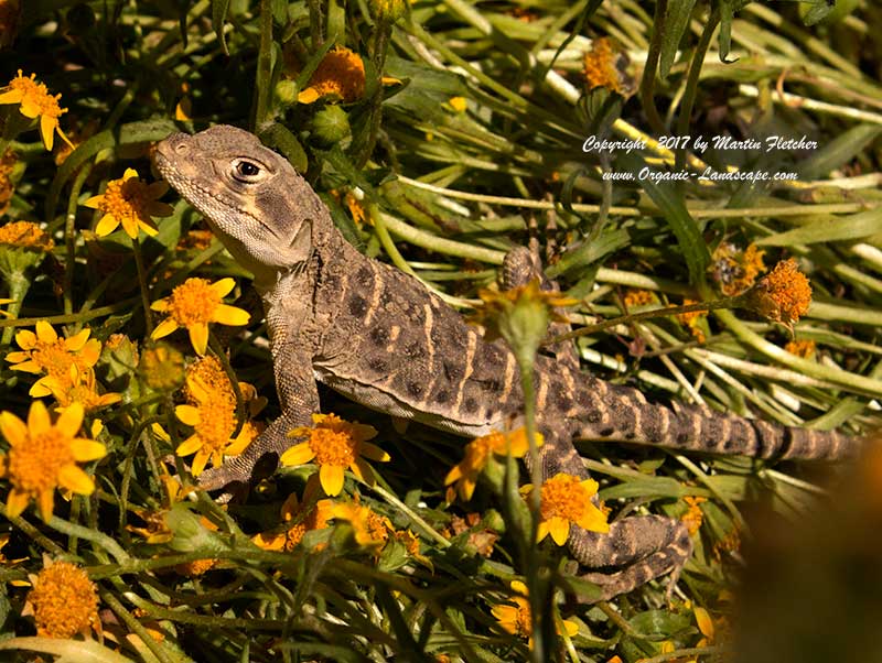 Blunt Nosed Leopard Lizard, Elkhorn Valley
