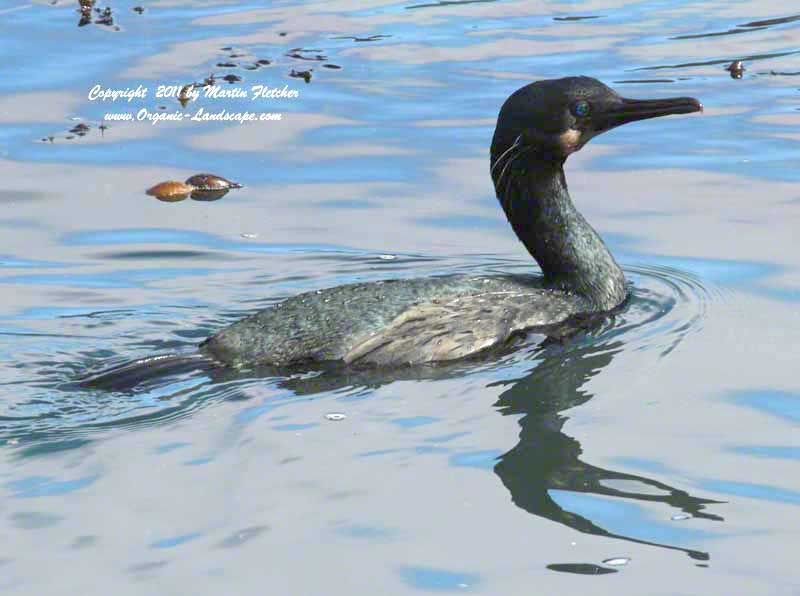 Brandt's Cormorant, Point Lobos