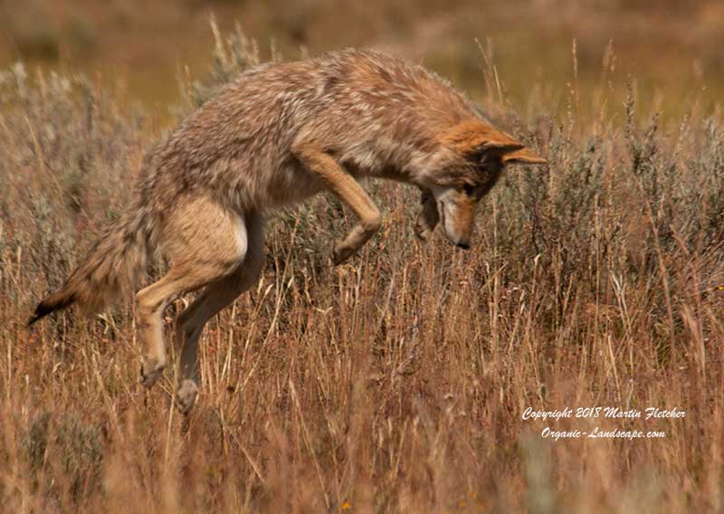 Coyote Mousing, Pelican Valley, Yellowstone