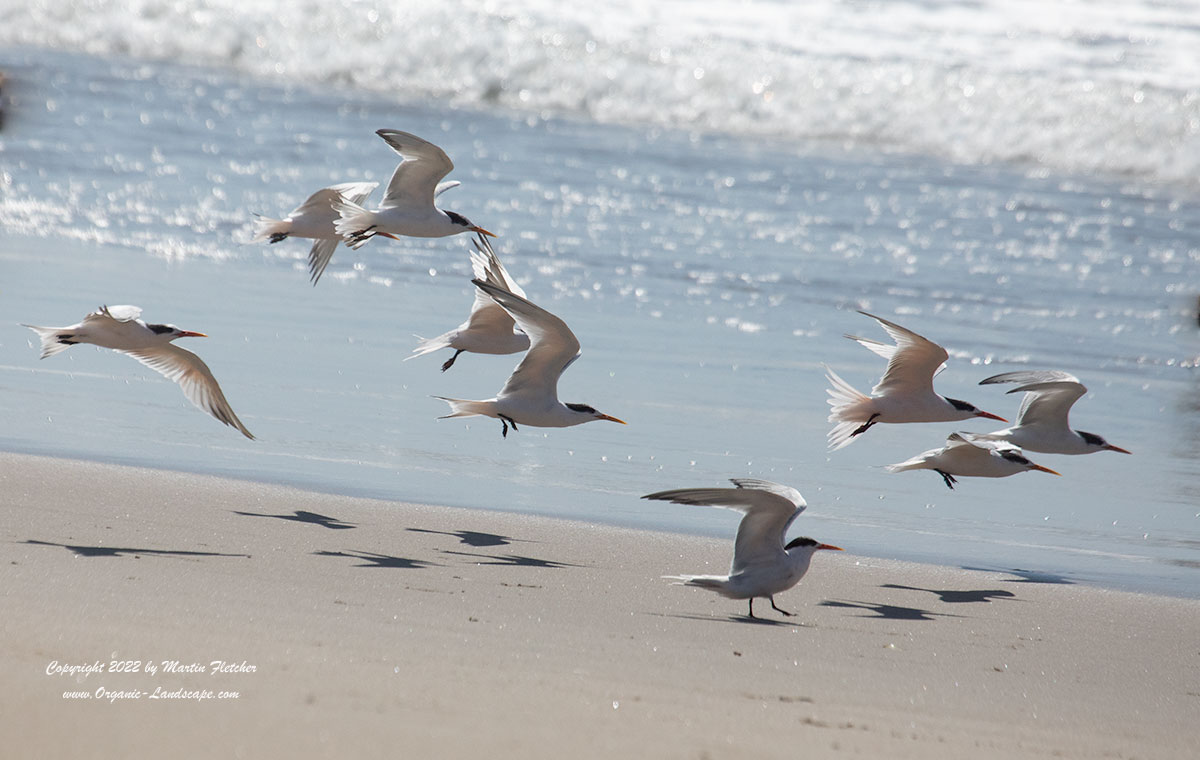 Elegant Terns, Ormond Beach