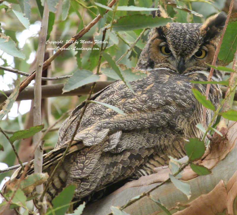 Great Horned Owl, Ojai Meadows