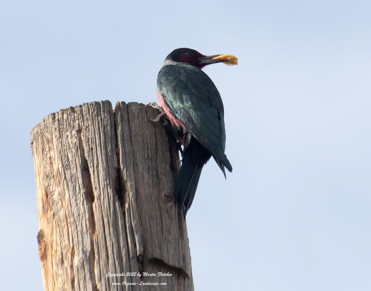Lewis's Woodpecker, Ojai Meadow Preserve