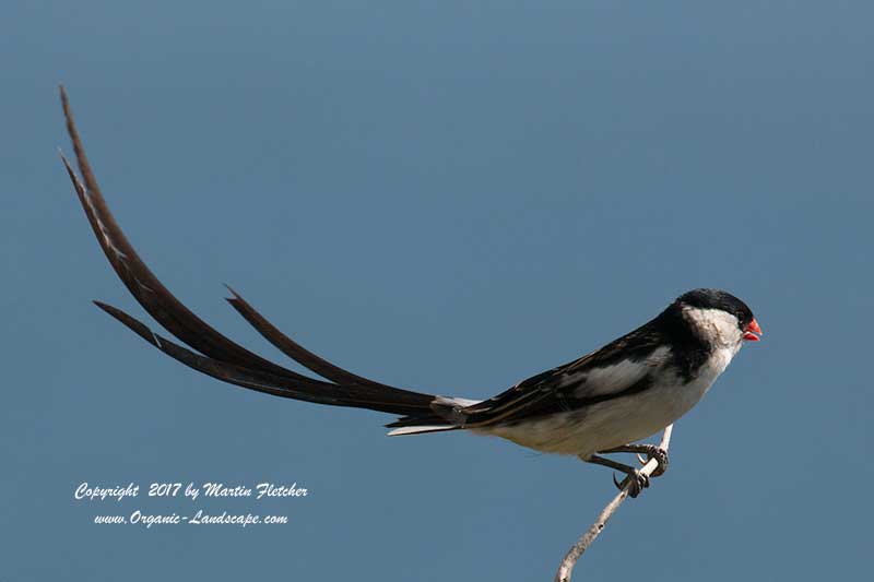 Pin Tailed Whydah, Fish Hoek South Africa