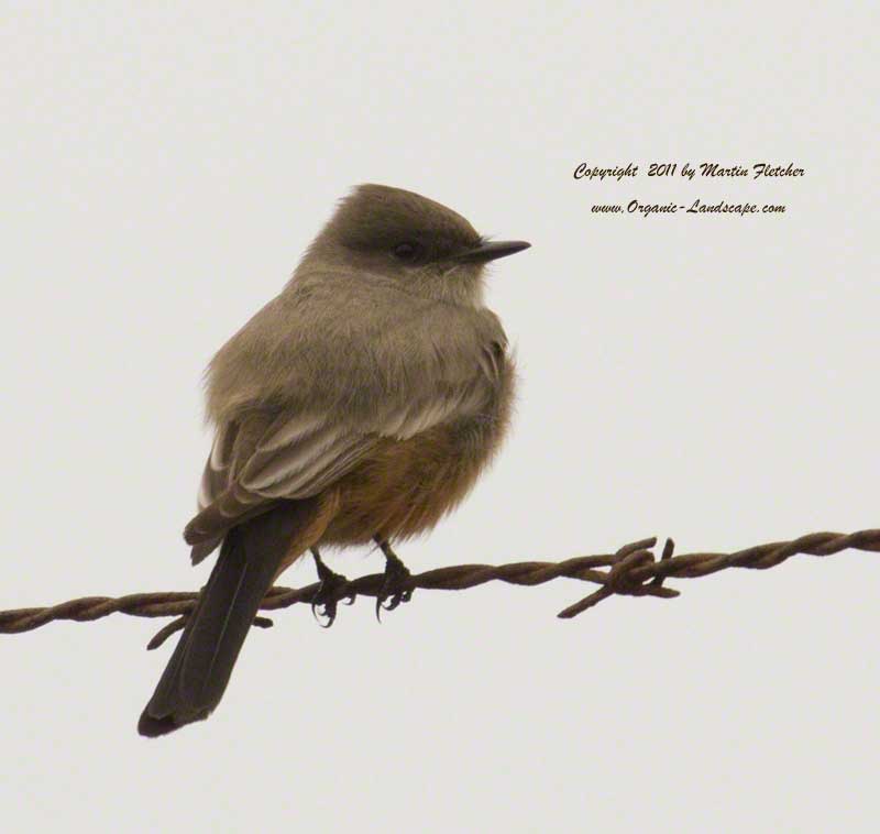 Say's Phoebe, Elwood Butterfly Grove