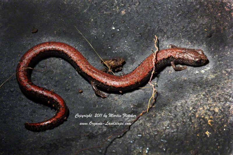 Western Red Backed Salamander, Santa Barbara