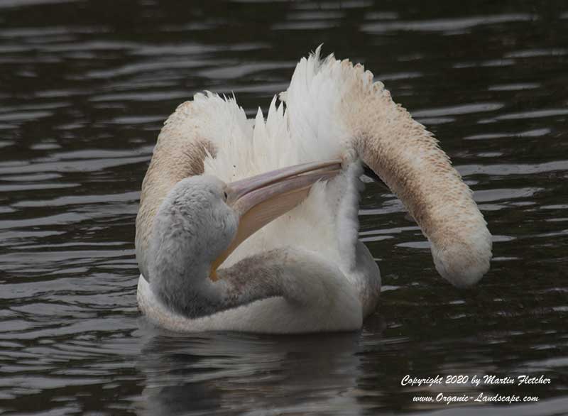 White Pelican Scratching an itch