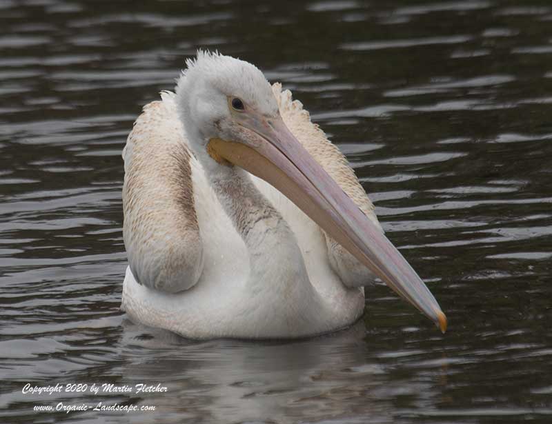 White Pelican on water, frontal