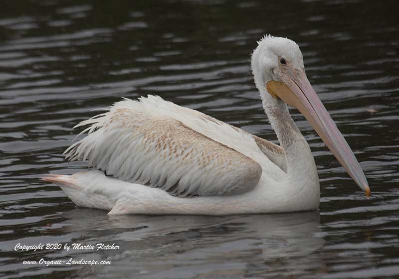 White Pelican Profile