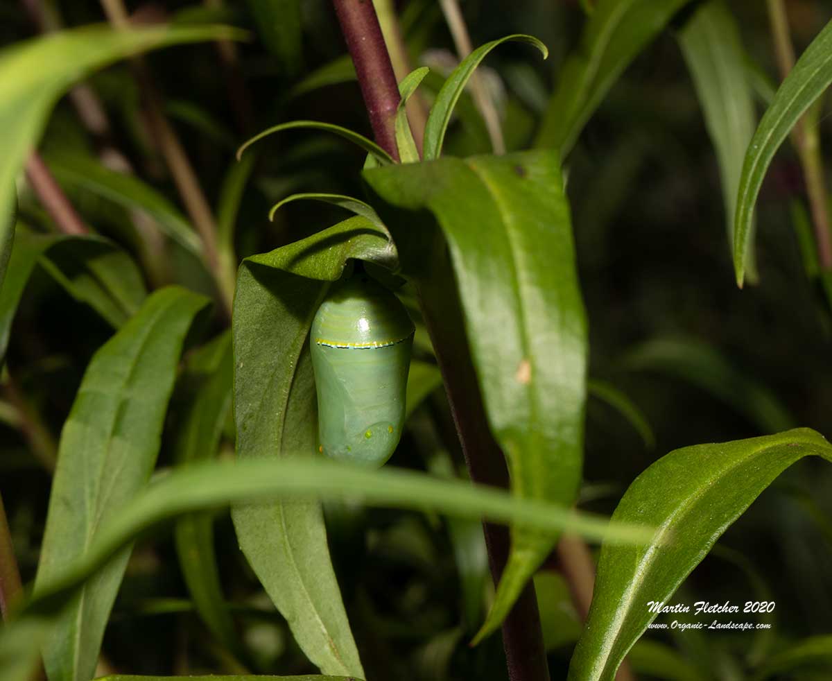 Monarch Caterpillar Chrysalis