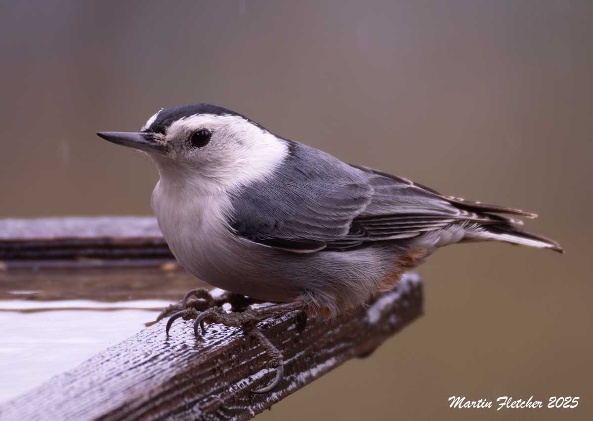 White Breasted Nuthatch, Ojai