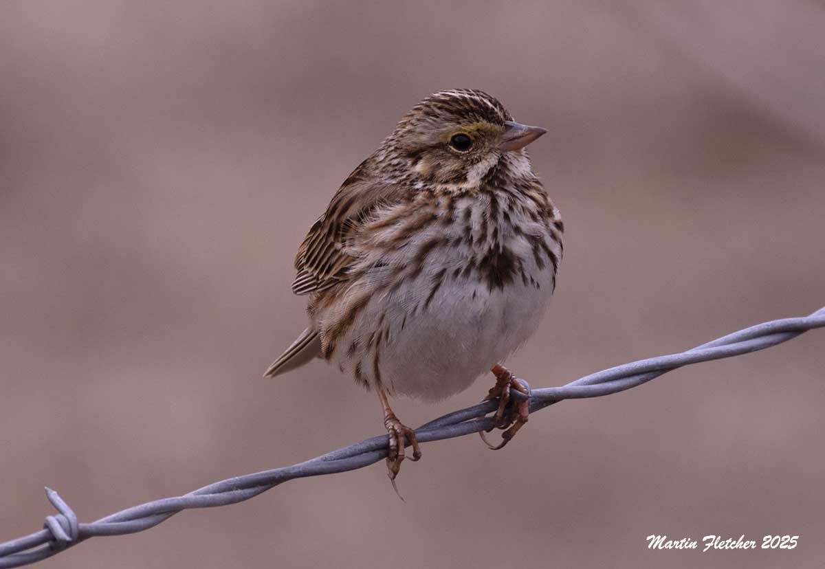 Savannah Sparrow, Canada Larga, Ventura