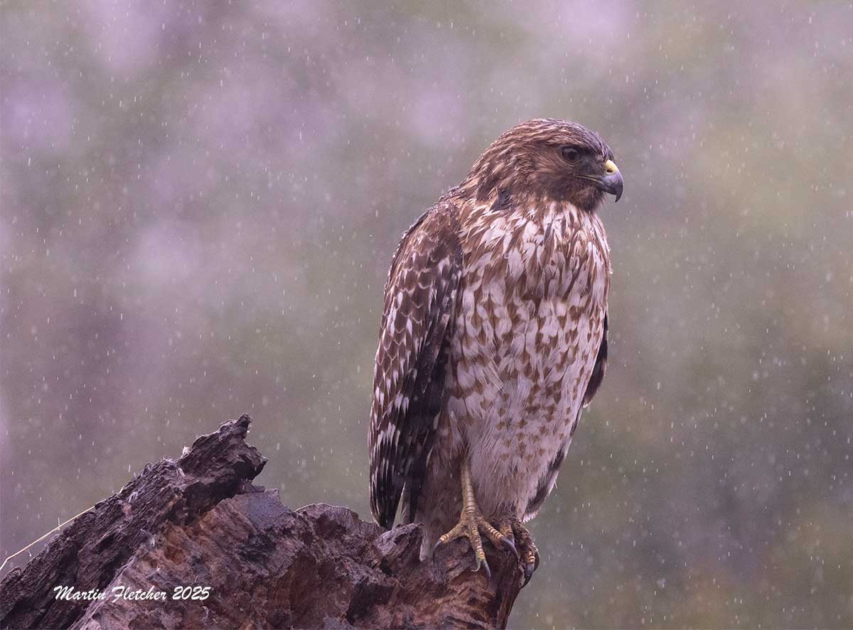 Immature Red Shouldered Hawk in Rain