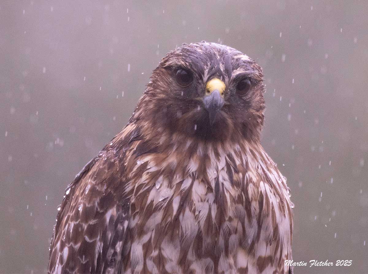 Immature Red Shouldered Hawk Head