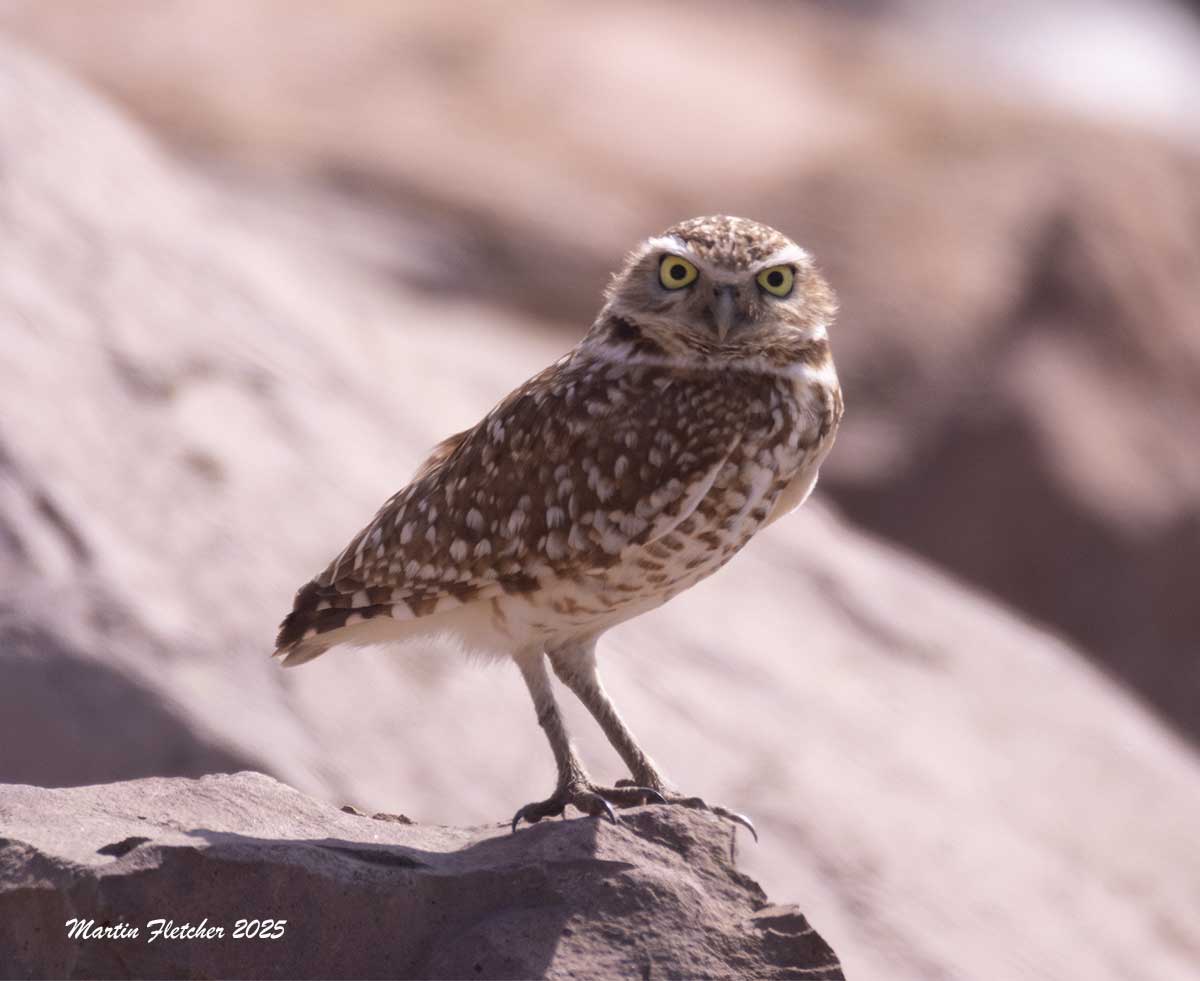 Burrowing Owl, Bard Lake