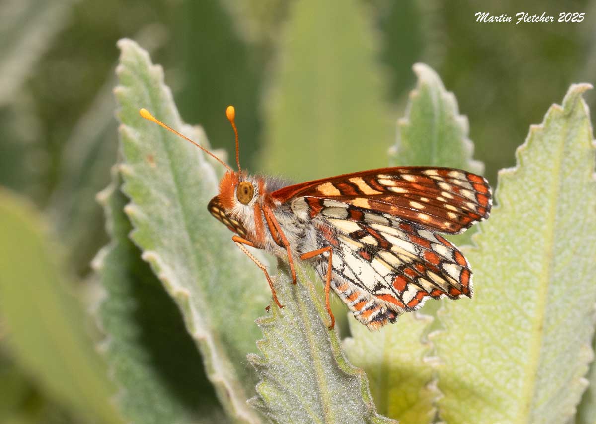 Chalcedon Checkerspot, Variable Checkerspot