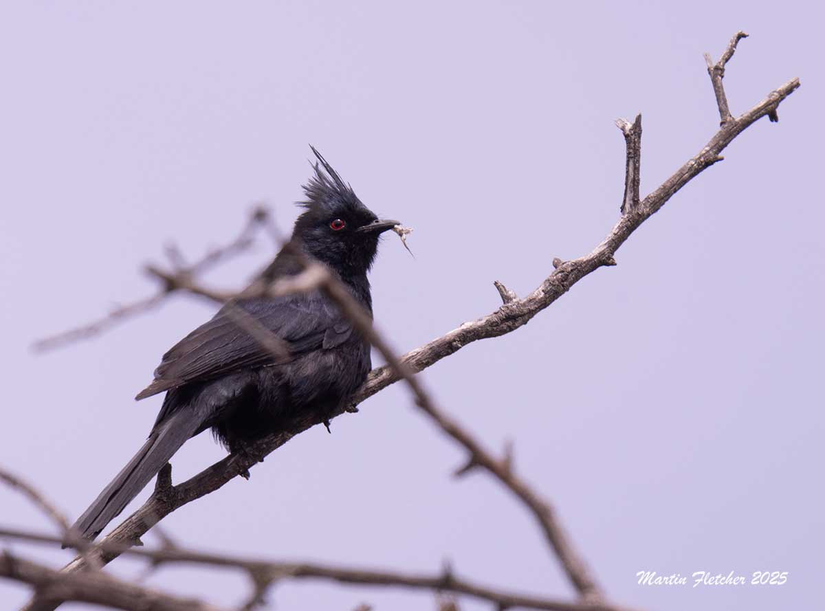 Phainopepla male, Lake Casitas, Ojai