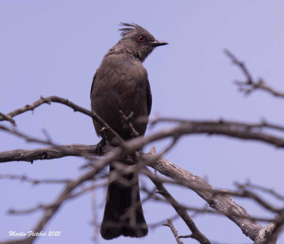 Phainopepla female, Lake Casitas, Ojai