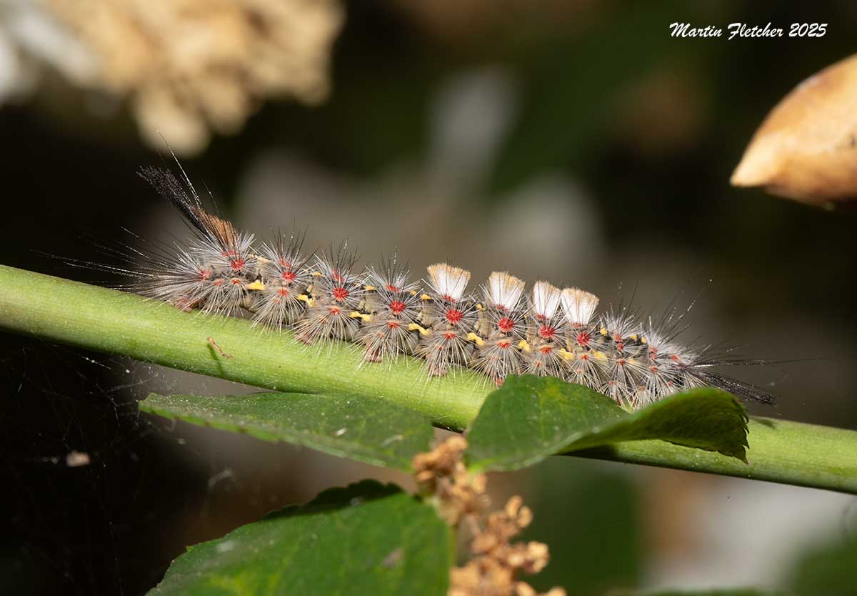 Western Tussock Moth Caterpillar