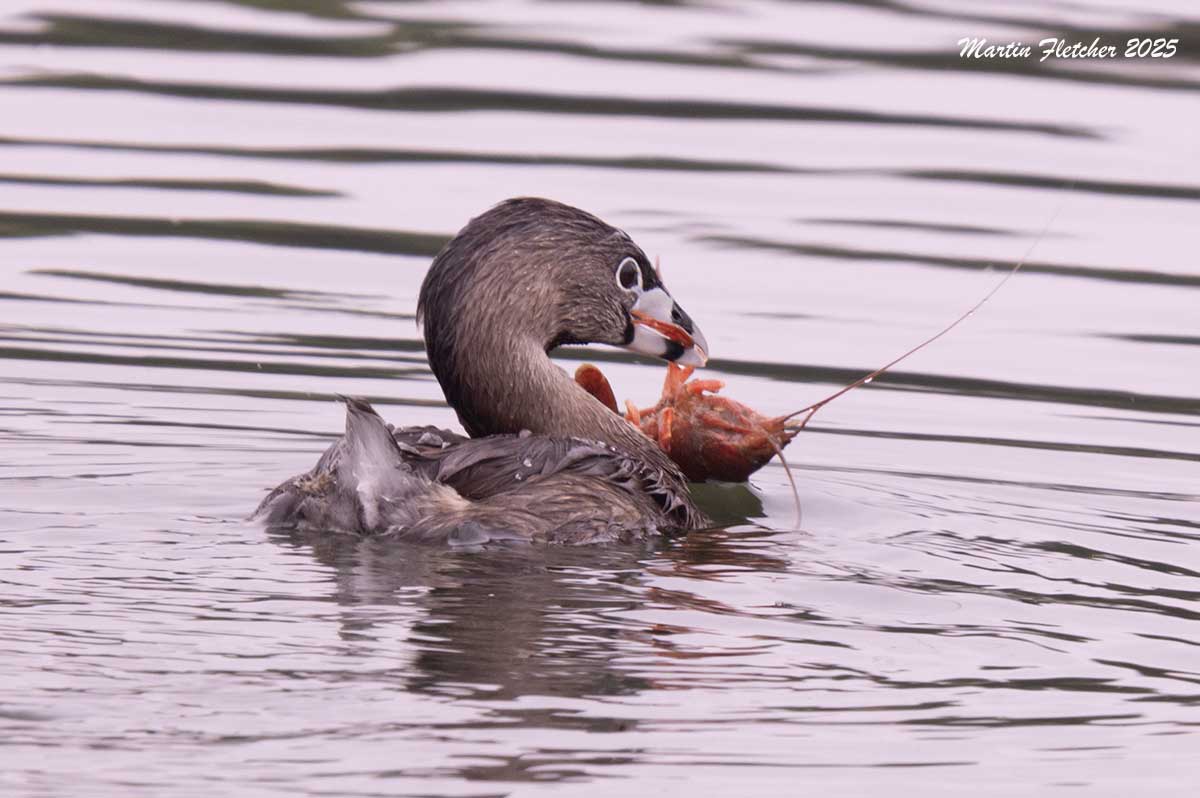 Pied Billed Grebe feeding on Red Swamp Crayfish