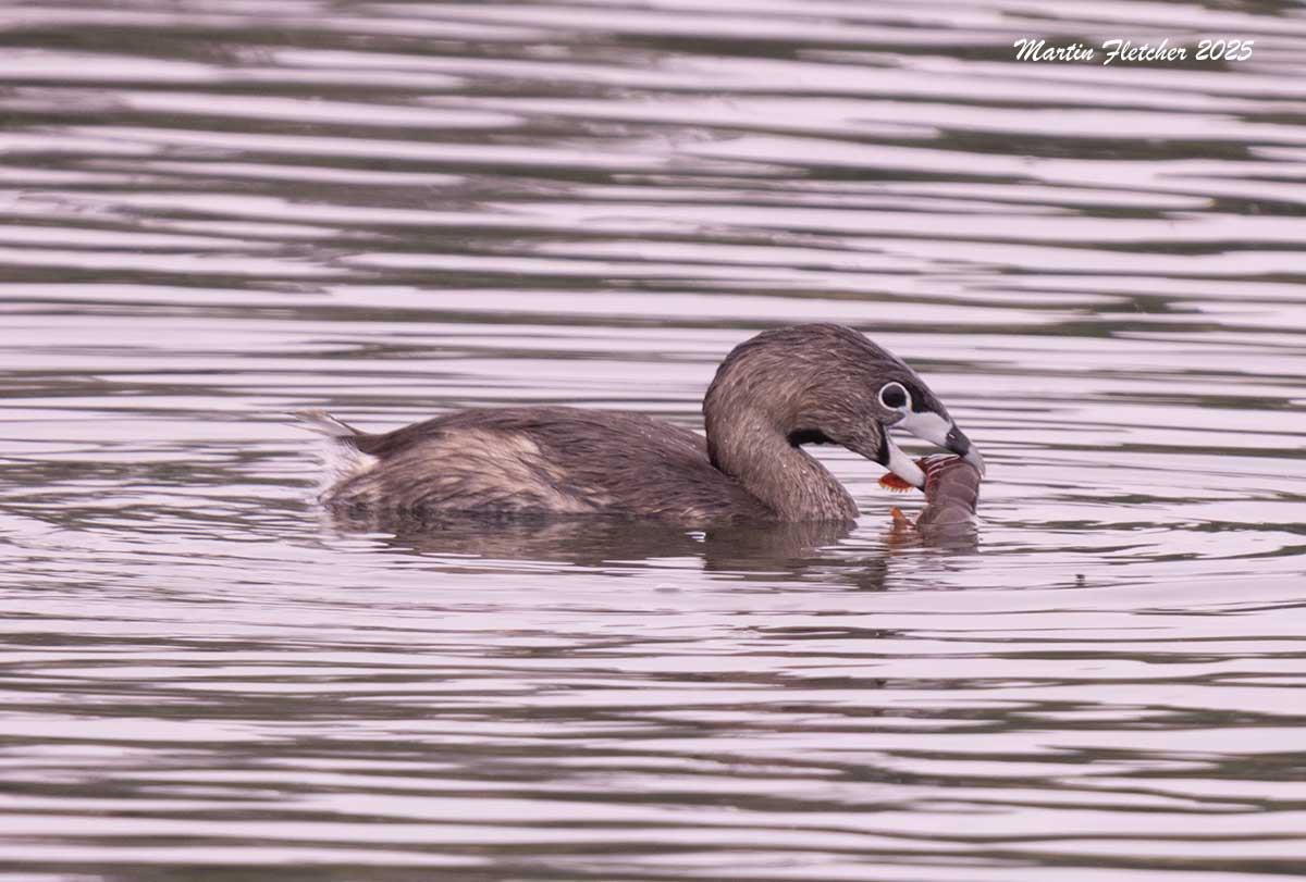 Pied Billed Grebe feeding on Red Swamp Crayfish