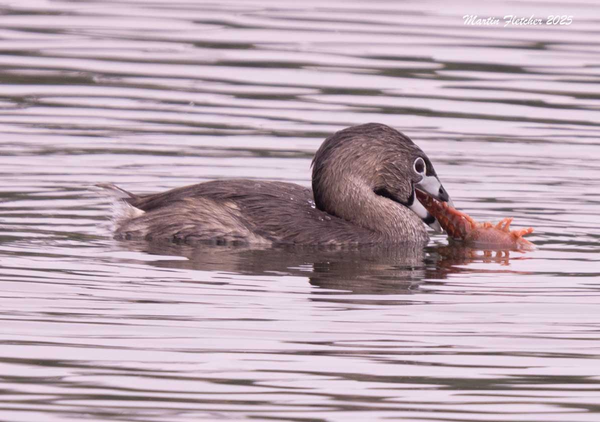 Pied Billed Grebe feeding on Red Swamp Crayfish