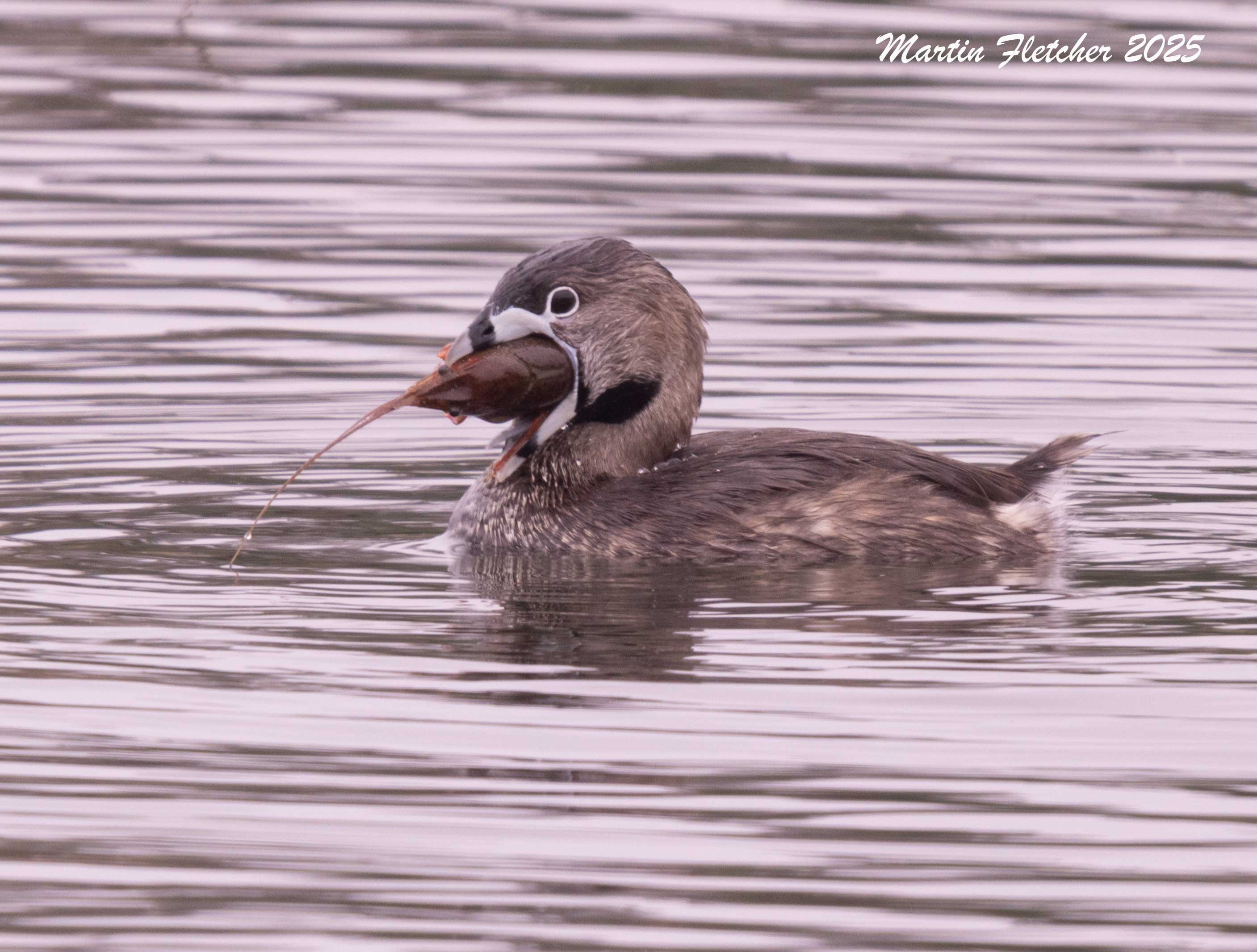 Pied Billed Grebe feeding on Red Swamp Crayfish