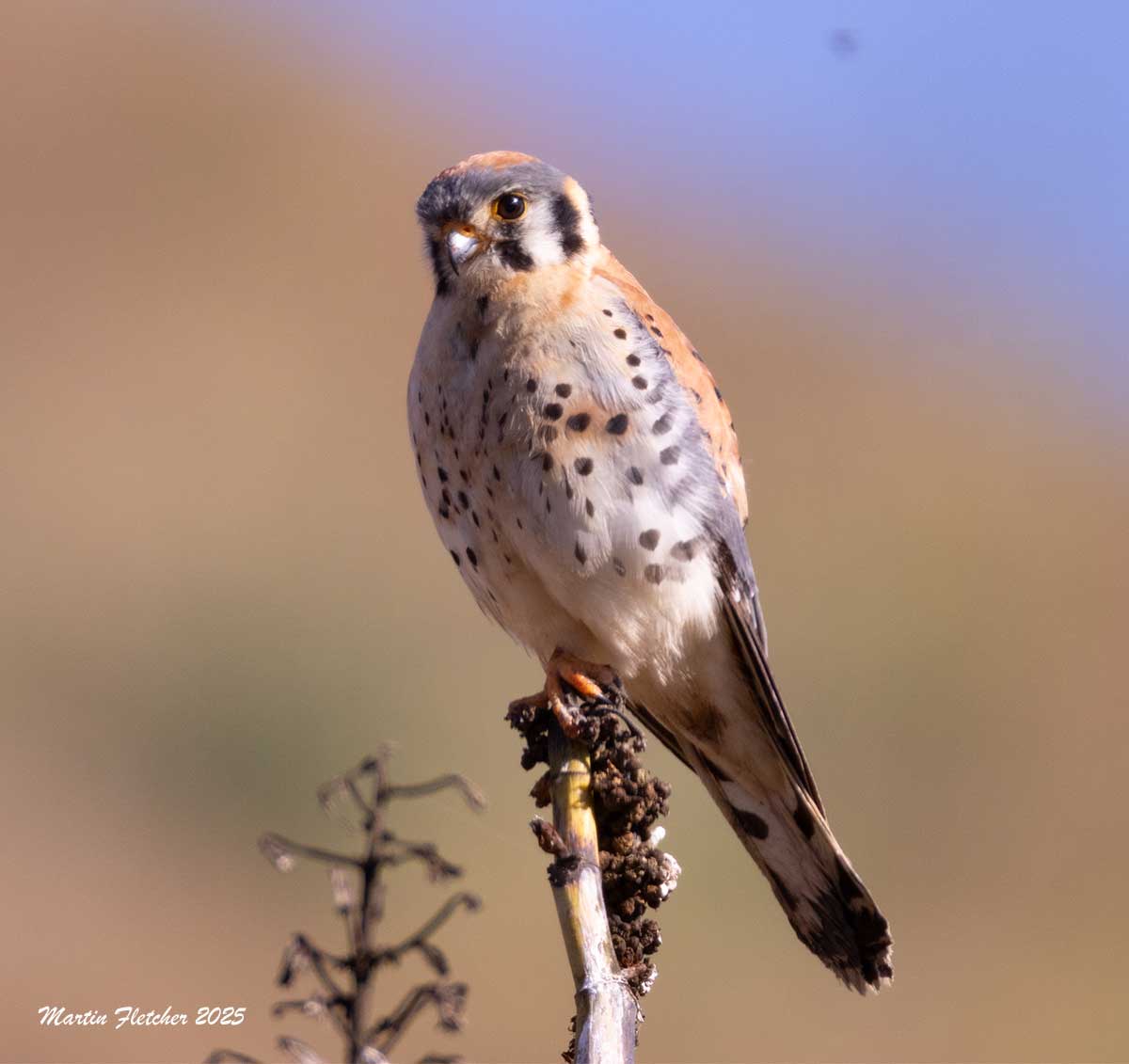 American Kestrel, Canada Larga, Ventura