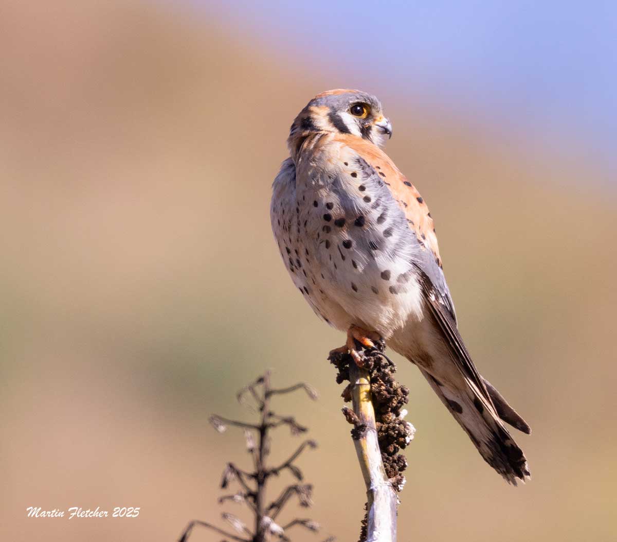 American Kestrel, Canada Larga, Ventura