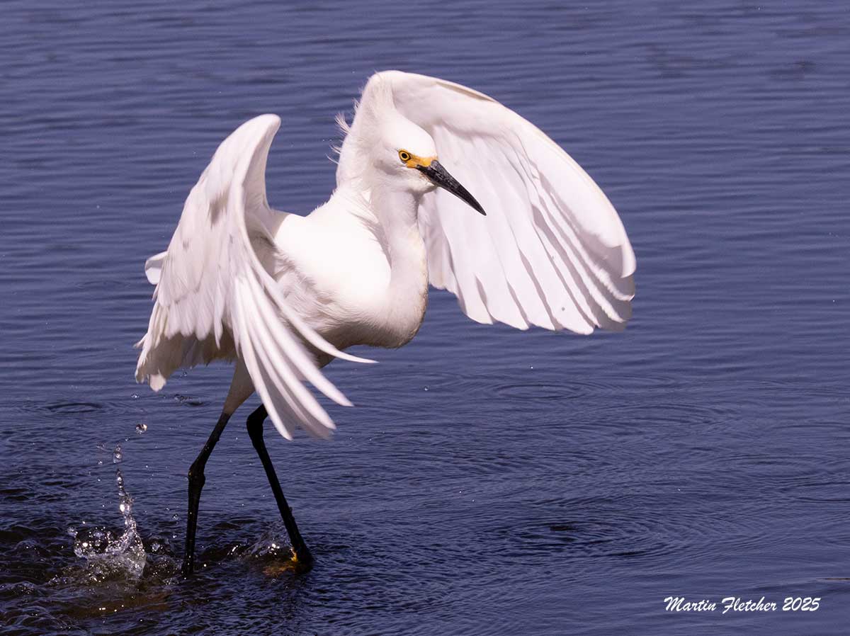 Snowy Egret, Ventura Settling Ponds