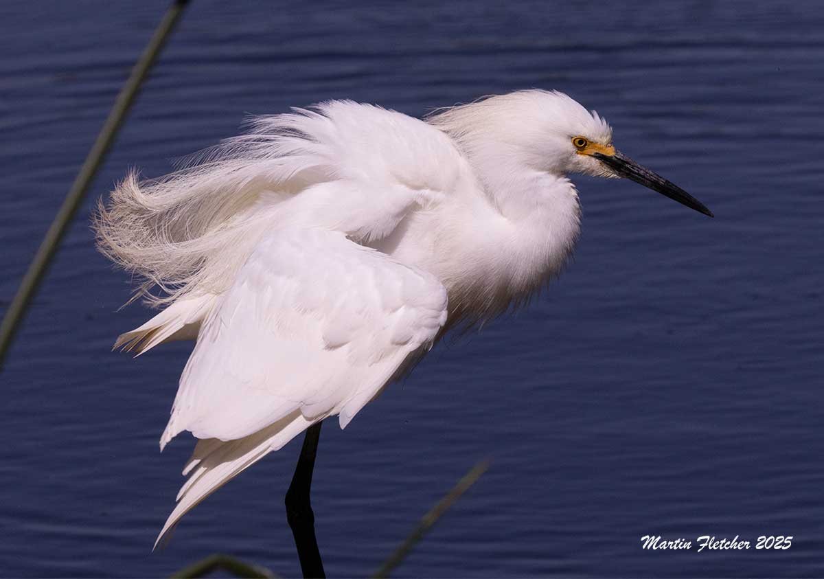 Snowy Egret, Ventura Settling Ponds