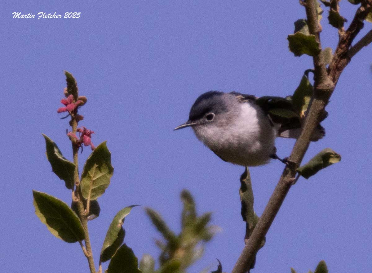 California Gnatcatcher, Mountain Park, Simi, California