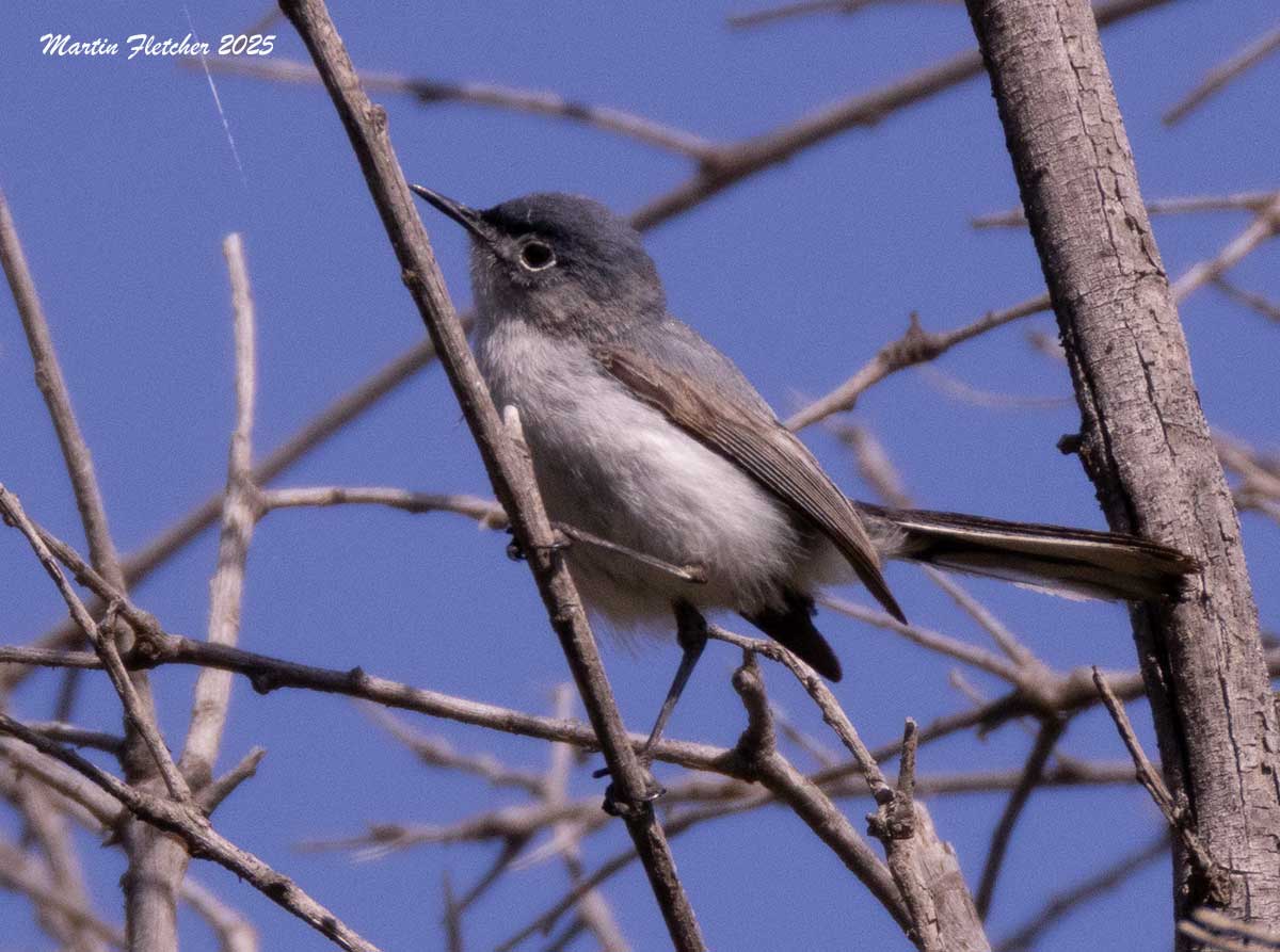 California Gnatcatcher, Mountain Park, Simi, California