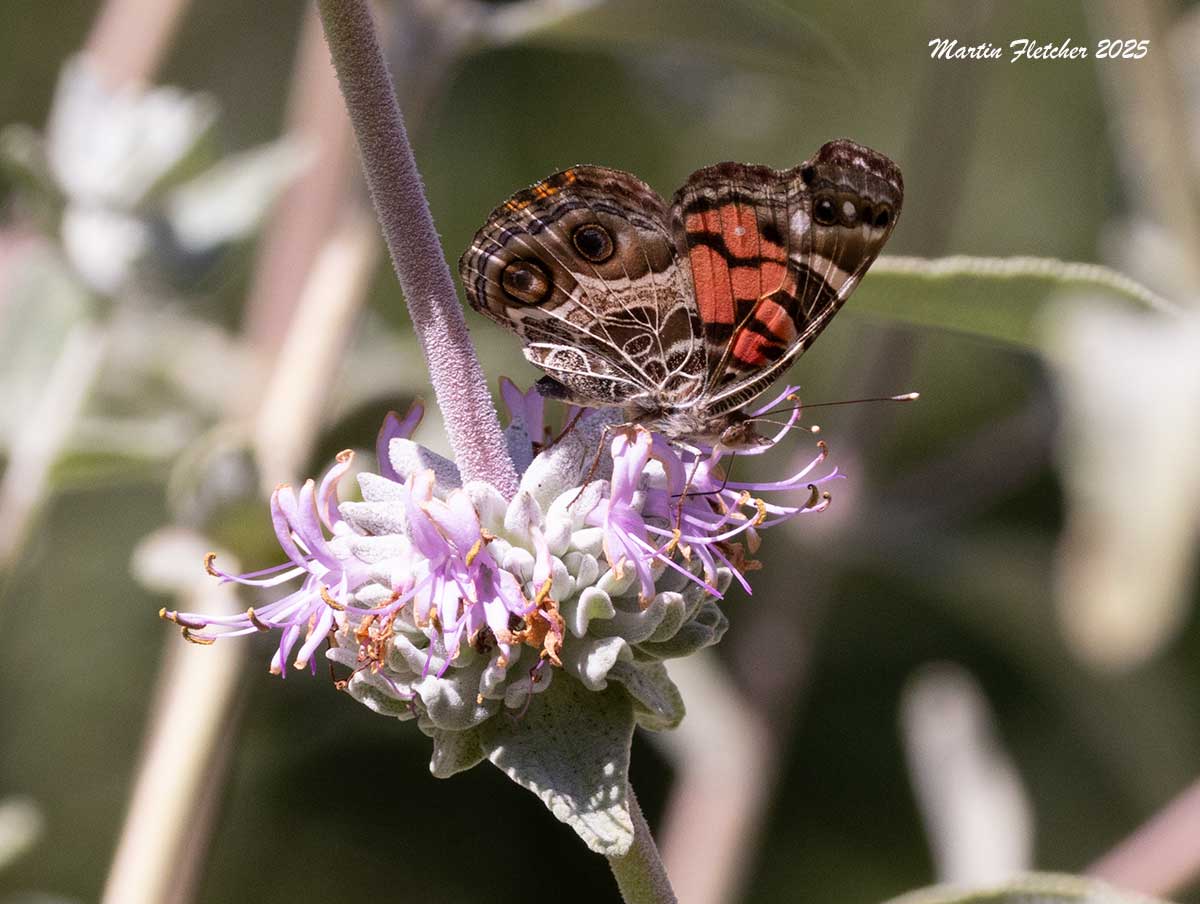 Painted Lady Butterfly on Salvia leucophylla, Purple Sage