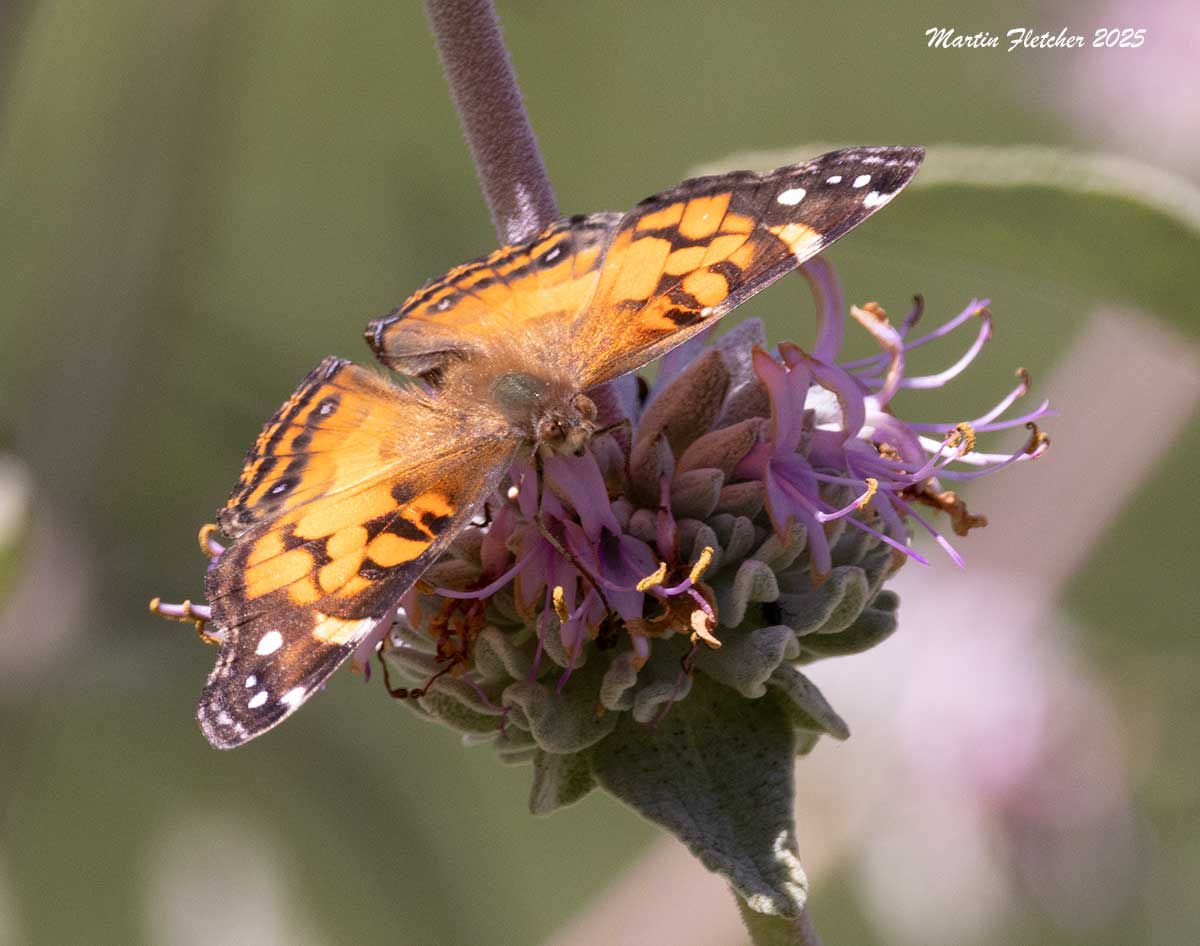 Painted Lady Butterfly on Salvia leucophylla, Purple Sage