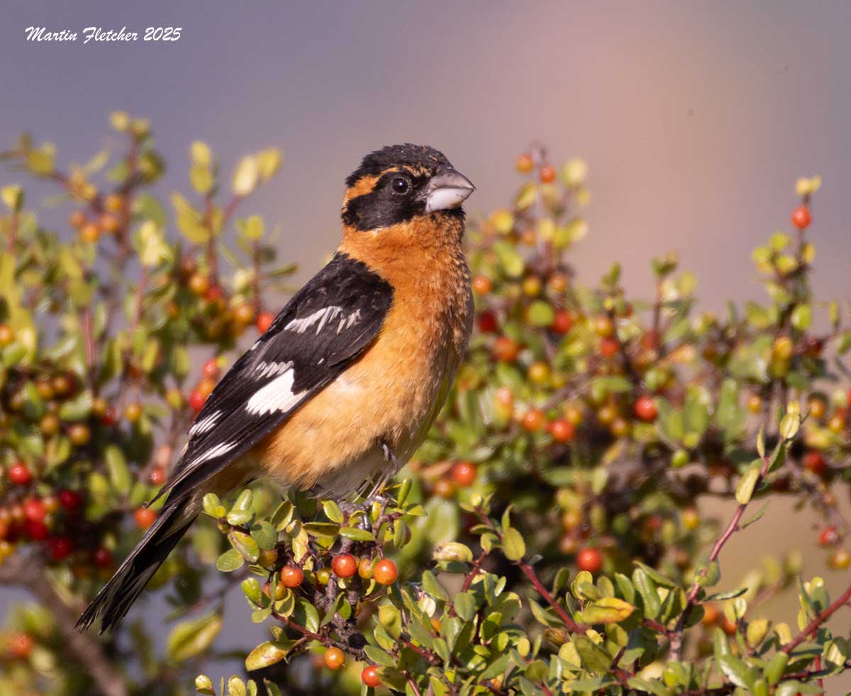 Black Headed Grosbeak on Pyracantha