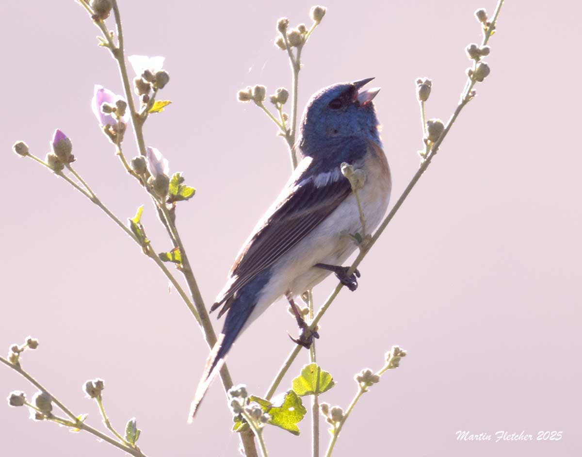 Lazuli Bunting singing, Rancho Sierra Vista, Newberry Park