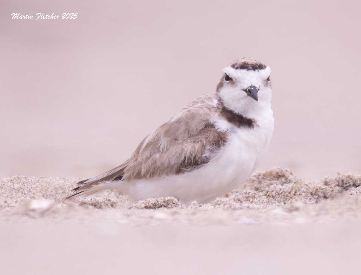 Snowy Plover, Ormond Beach