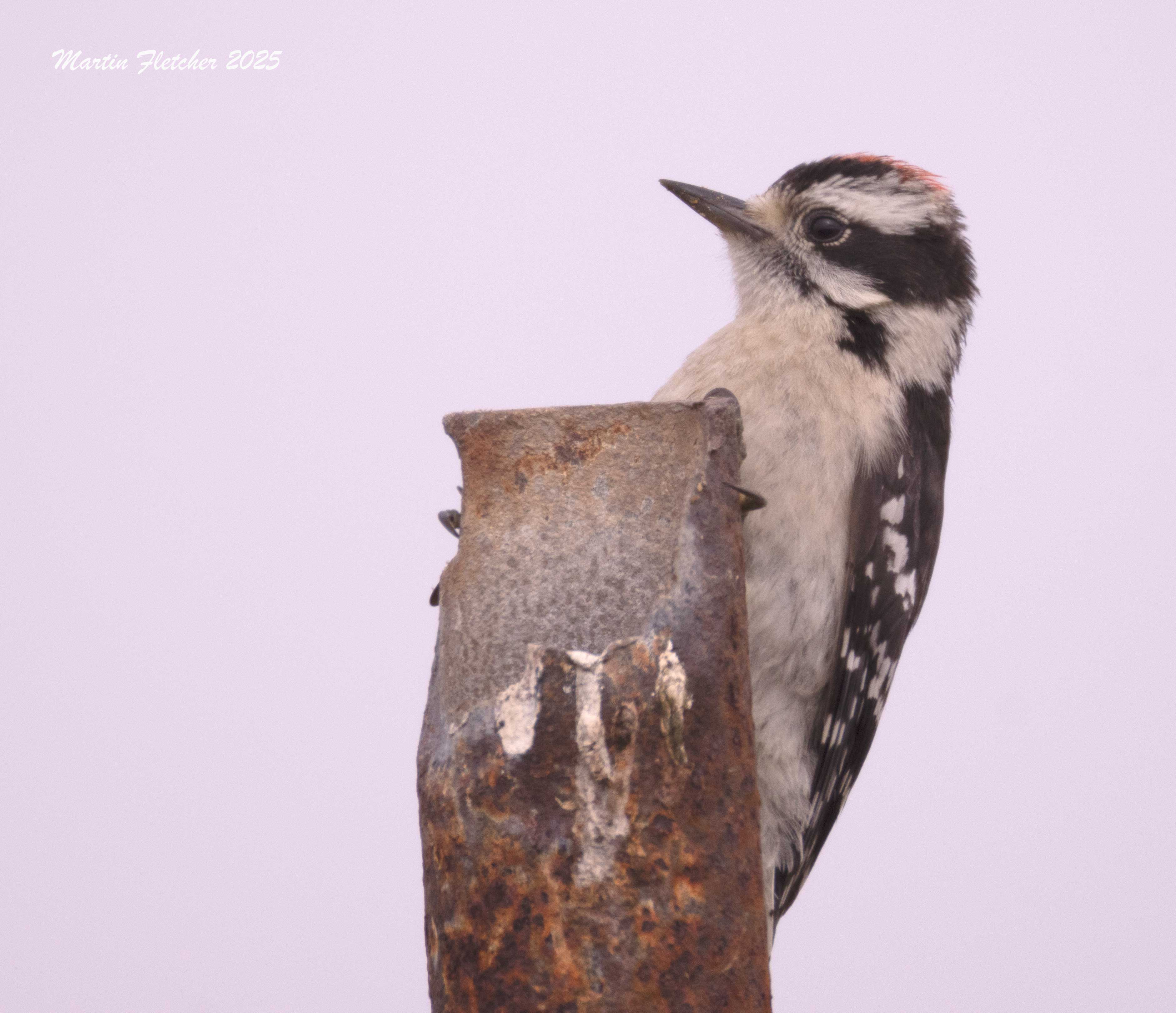 Nuttals Woodpecker, Ormond Beach