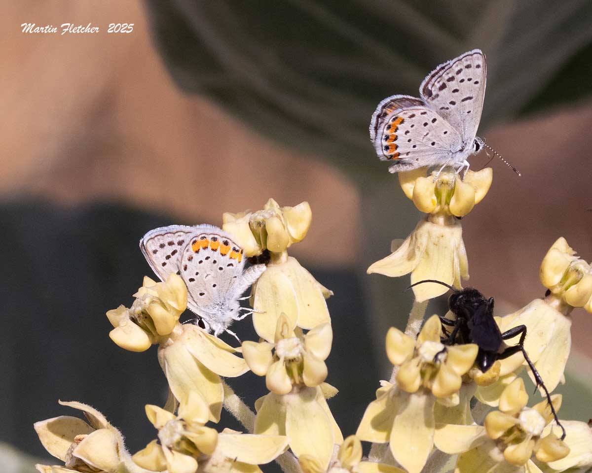 Acmon Blue Butterfly on Desert Milkweed with Mexican Tarantula Hawk