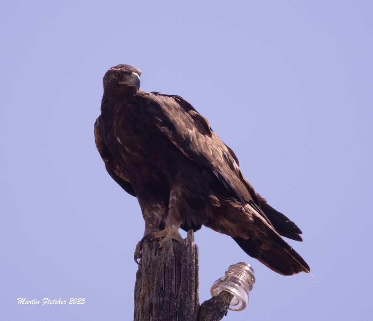 Golden Eagle, Hudson Ranch Road