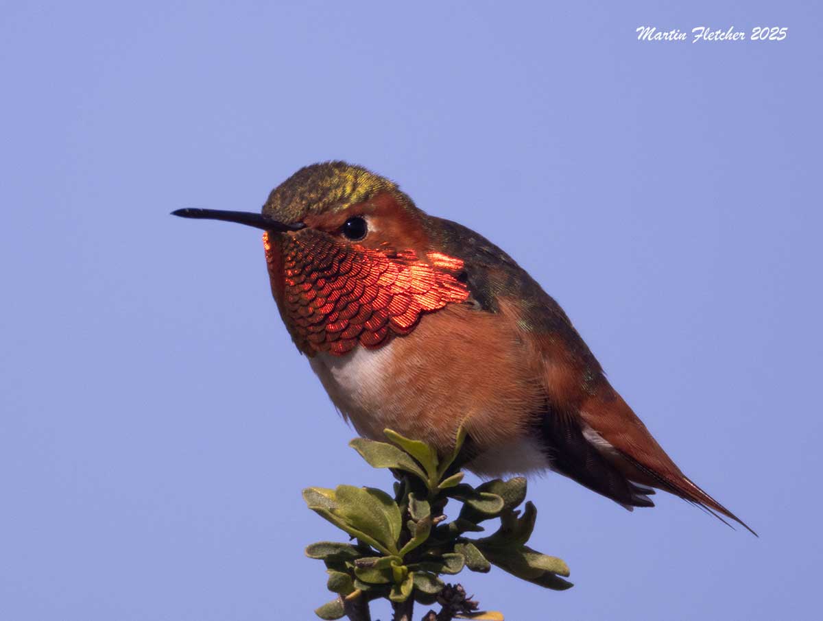 Allen's Hummingbird, Coyote Brush