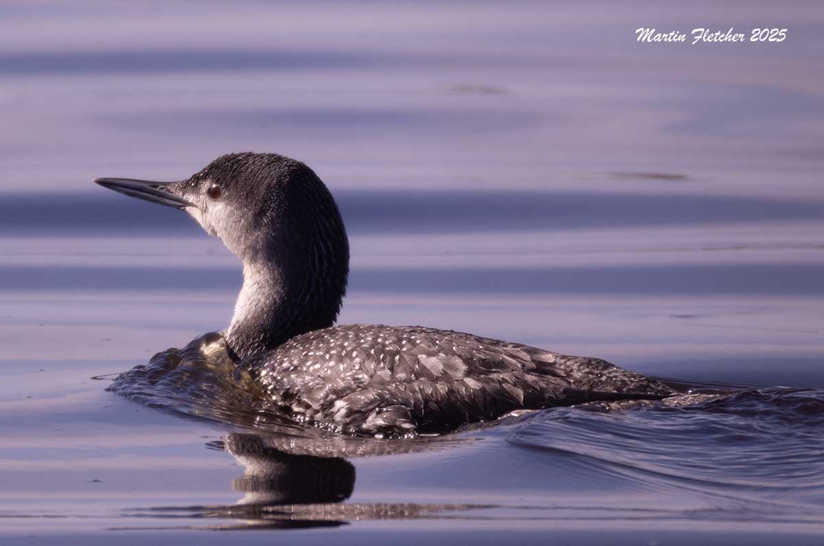 Pacific Loon in Devereux Slough, Goleta, California