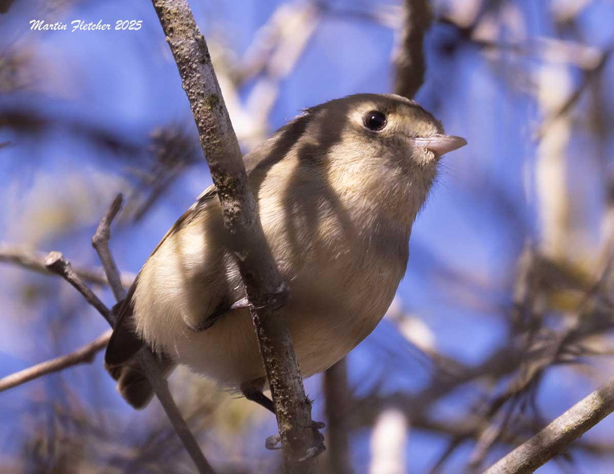 Hutton's Vireo, Devereux Slough