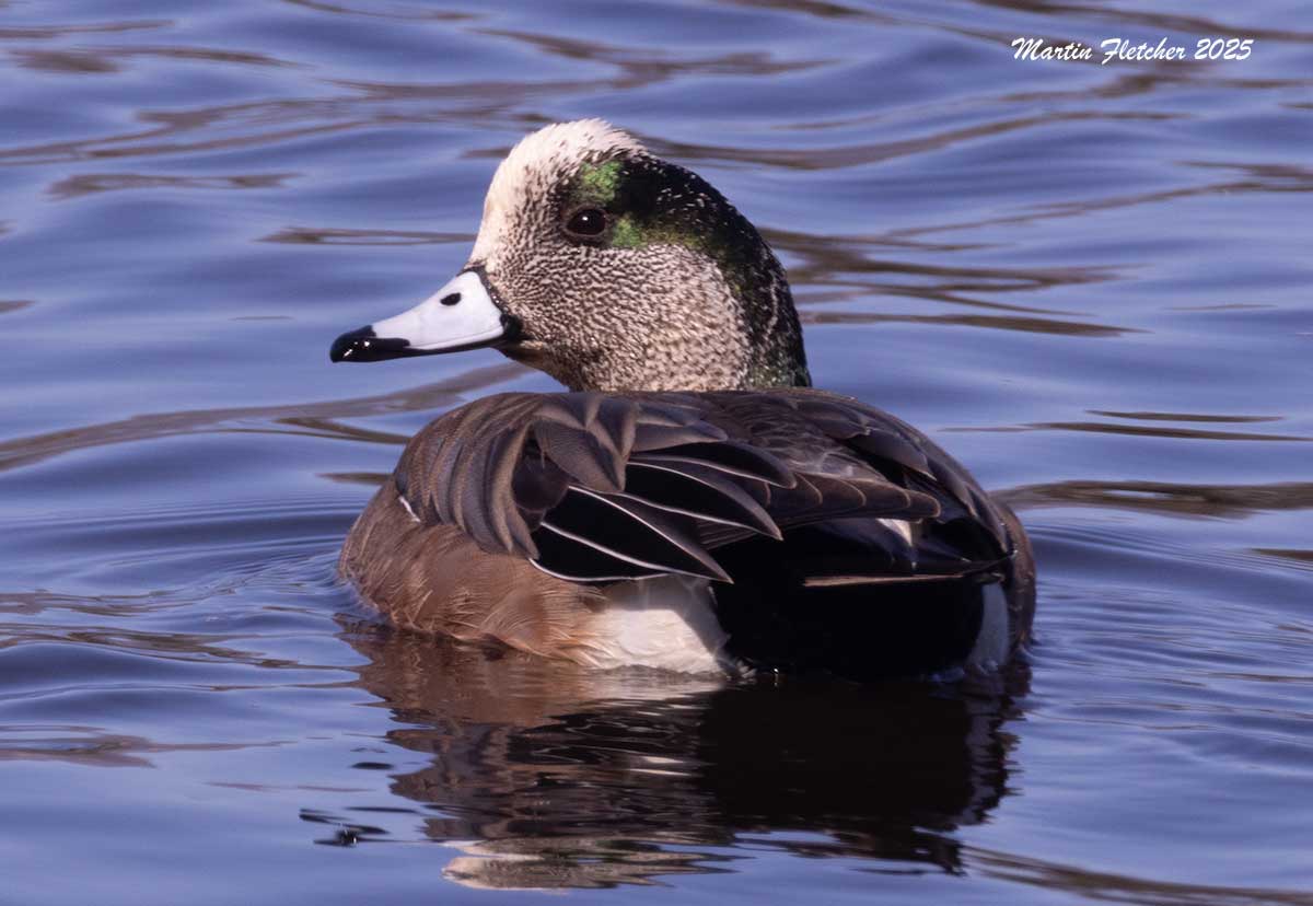 American Wigeon, Deveroux Slough, Goleta, CA