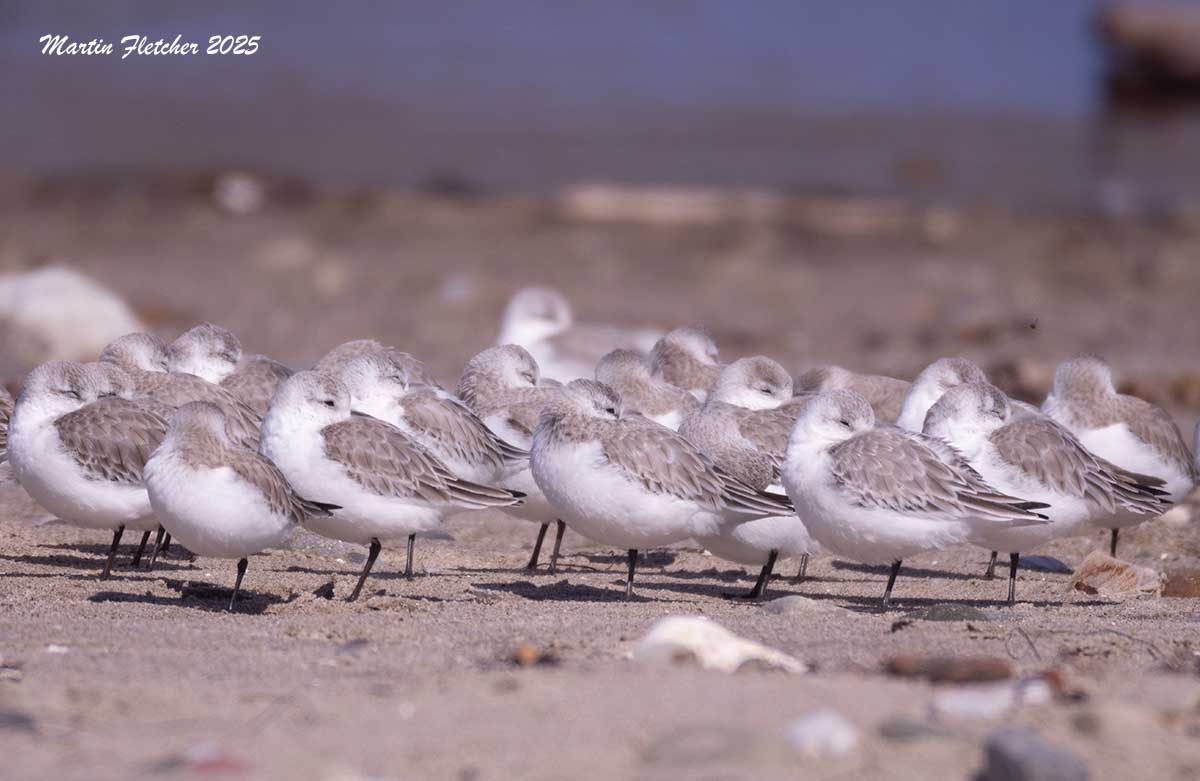 Sanderlings, Coal Oil Point