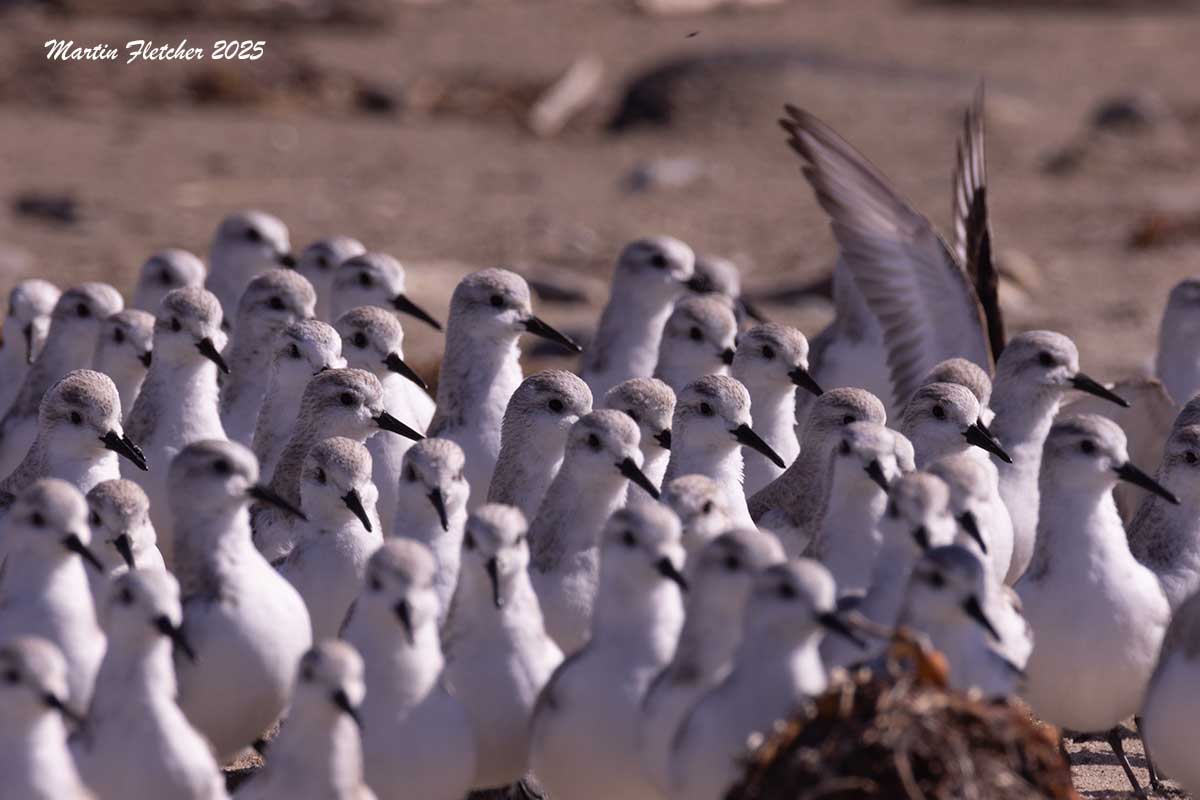 Sanderlings, Coal Oil Point