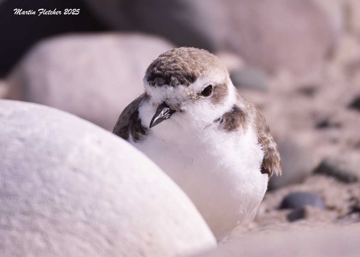 Snowy Plover, Coal Oil Point