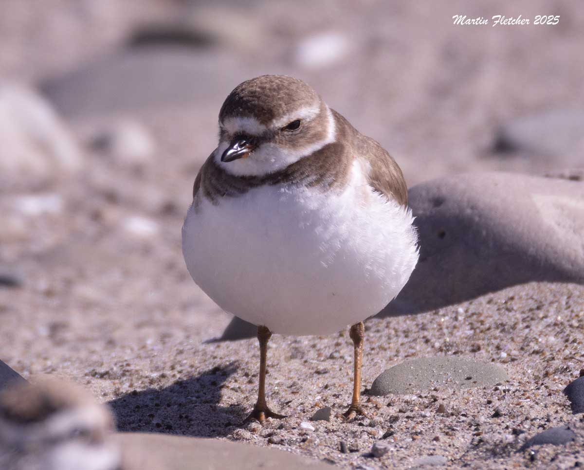 Semipalmated Plover, Coal Oil Point