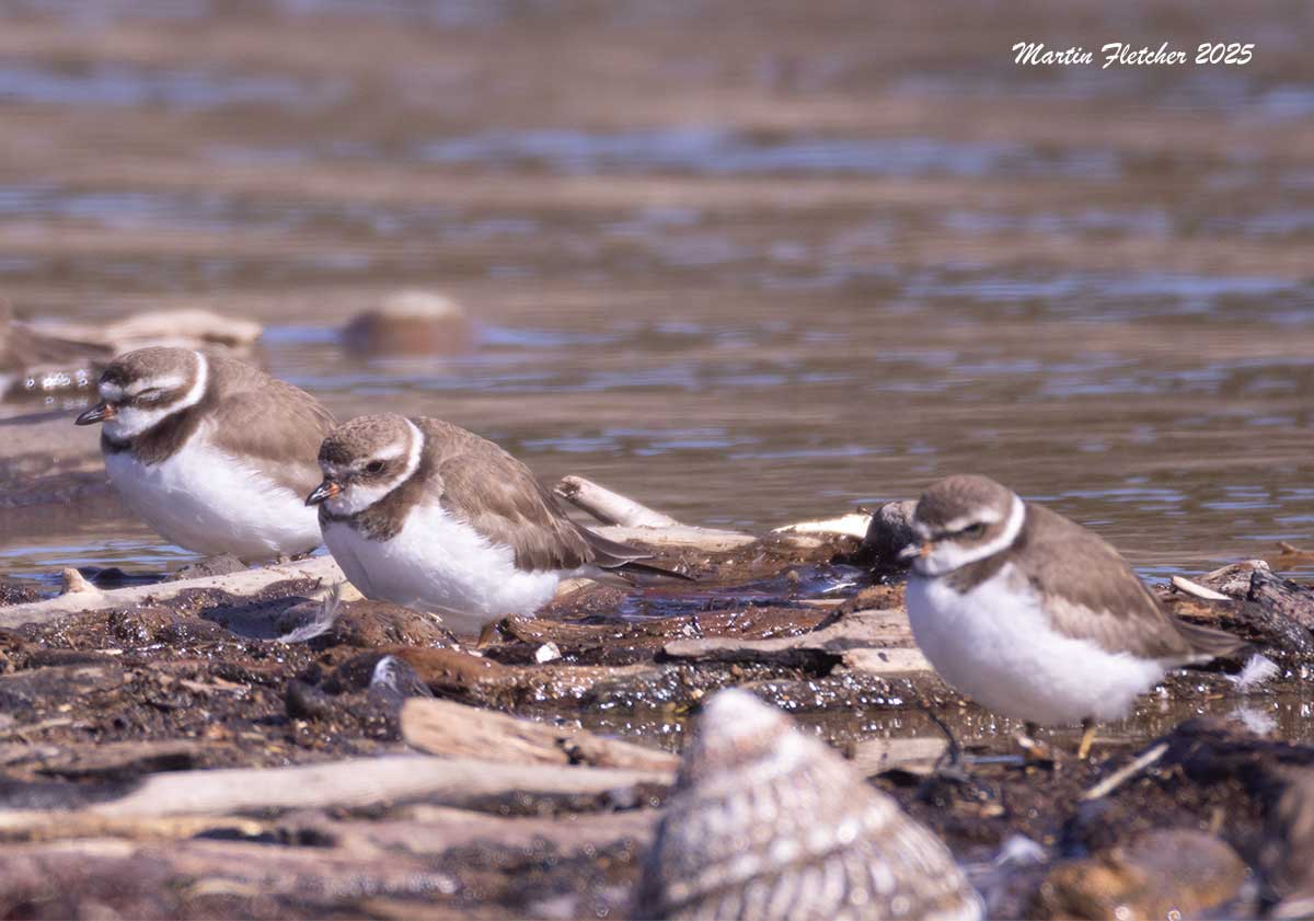 Semipalmated Plover, Coal Oil Point